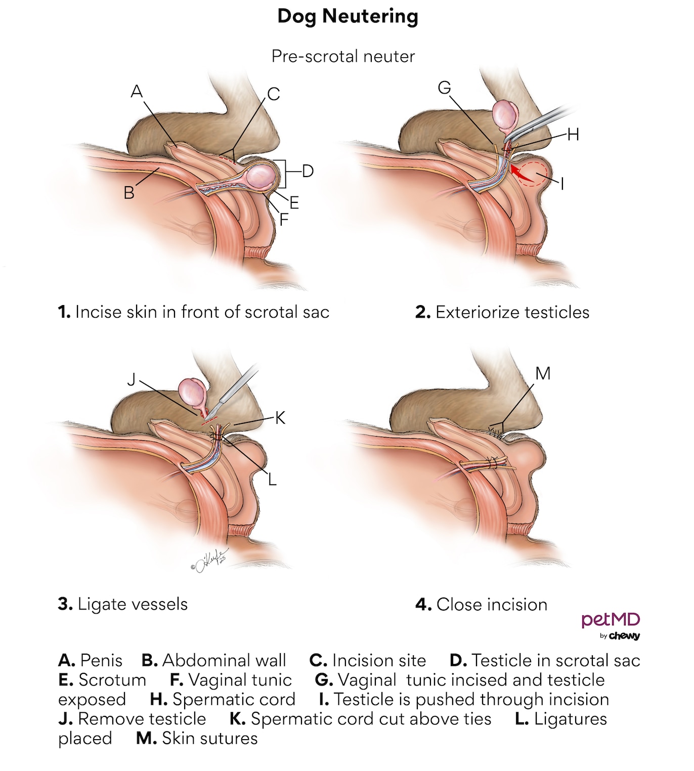 dog neutering; a diagram of a dog neutering procedure.